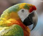 Κεφάλι macaw